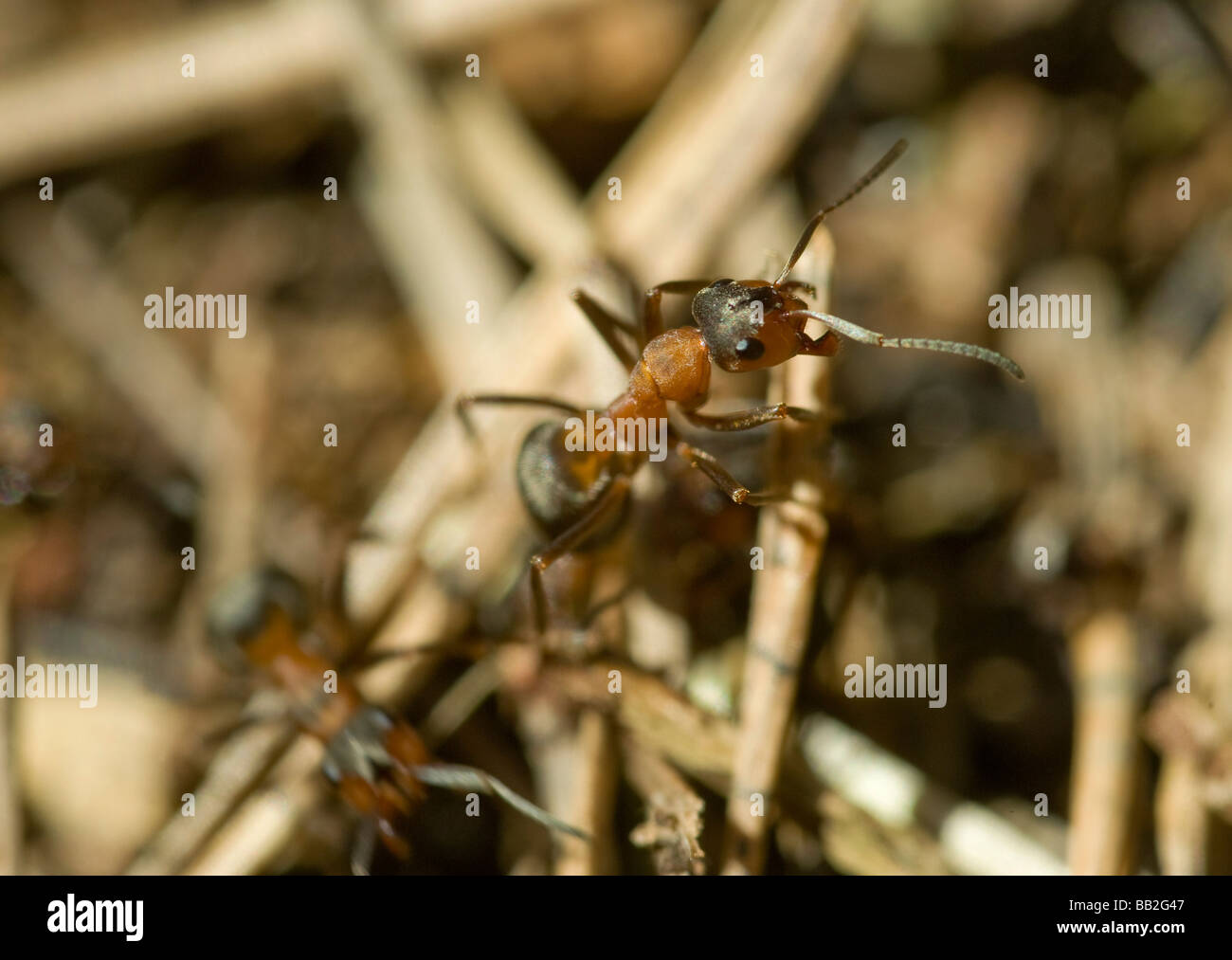 Holz-Ameisen-Formica rufa Stockfoto