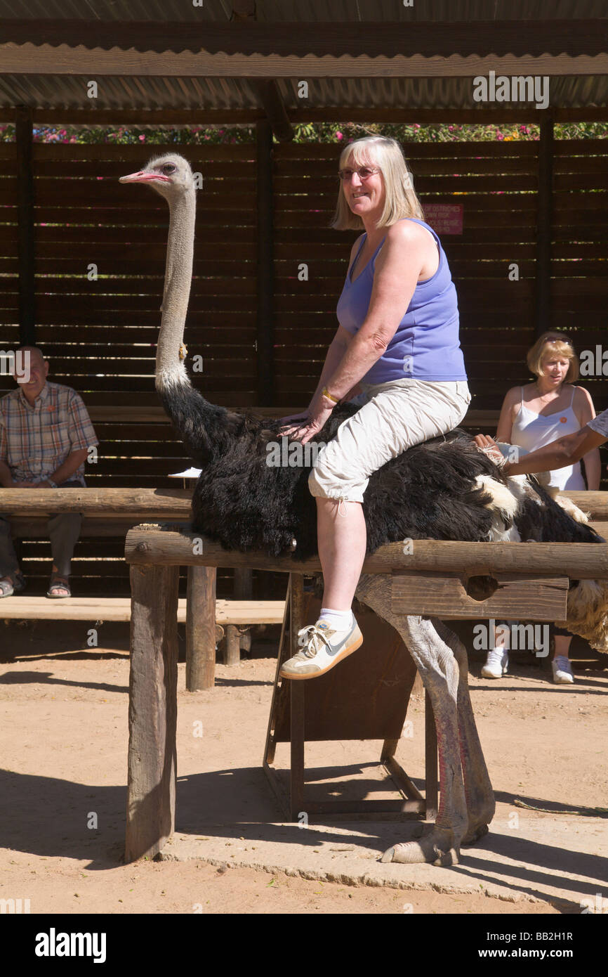 Touristisches Reiten ein Strauß, Oudtshoorn, South Africa Stockfoto