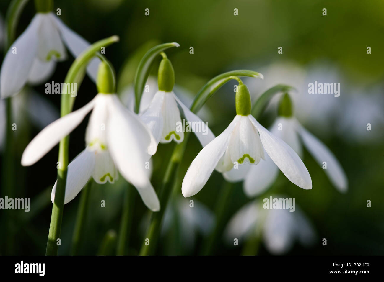 Galanthus Nivalis, Schneeglöckchen. UK Stockfoto