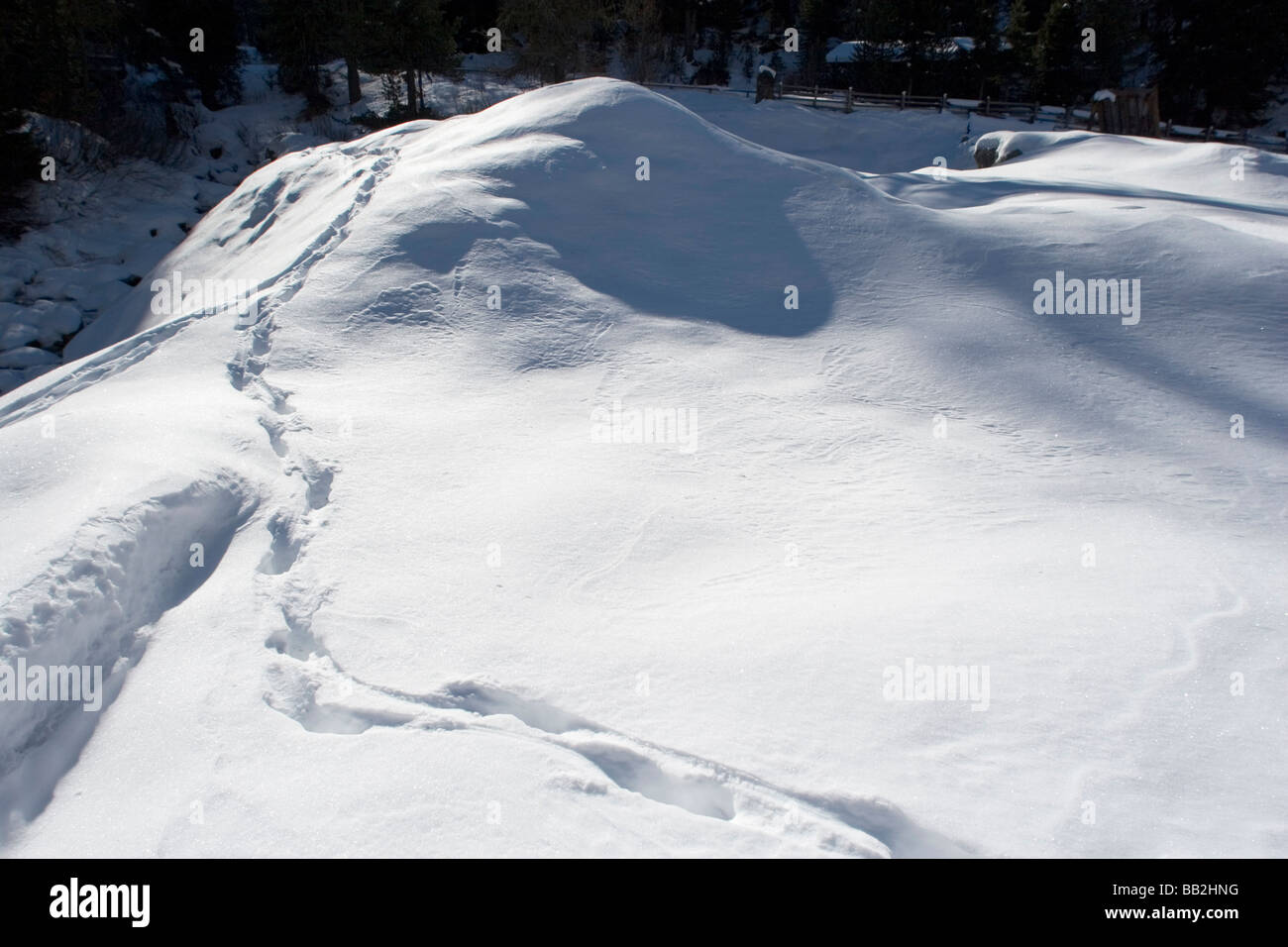 Rothirsch (Cervus Elaphus) Spuren im Schnee, Italienische Alpen Stockfoto