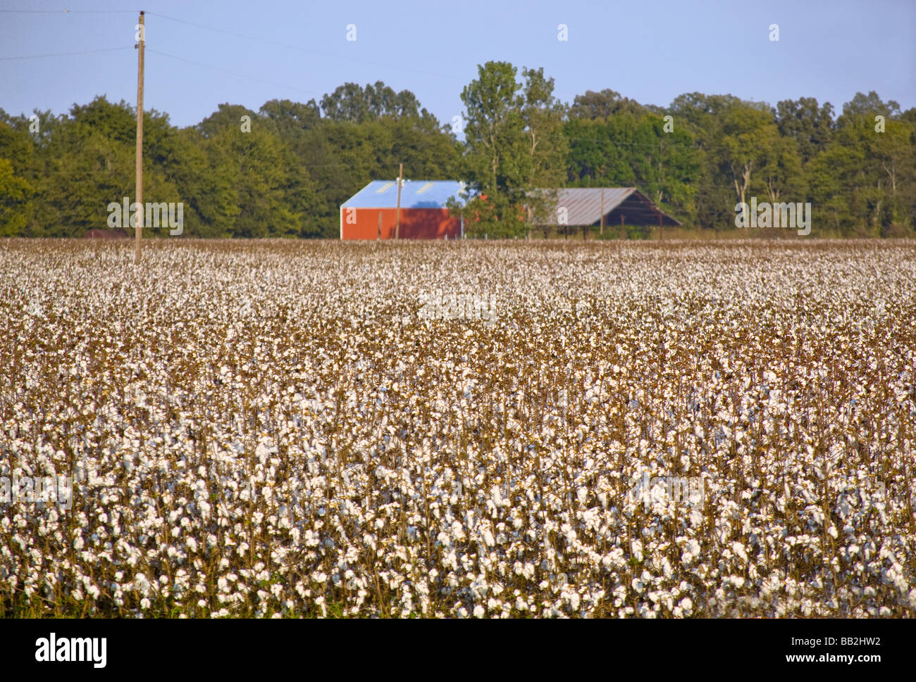 Bereich der Reife Baumwolle mit Trockenfäule bereit für die Ernte in der Nähe von Vicksburg, Mississippi Stockfoto