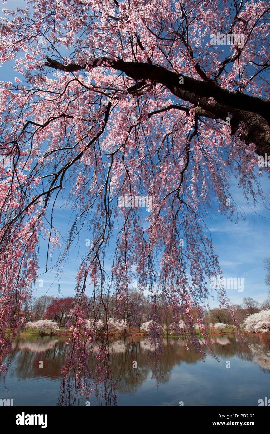 Kirschblüten im Branch Brook Park Newark New Jersey Stockfoto