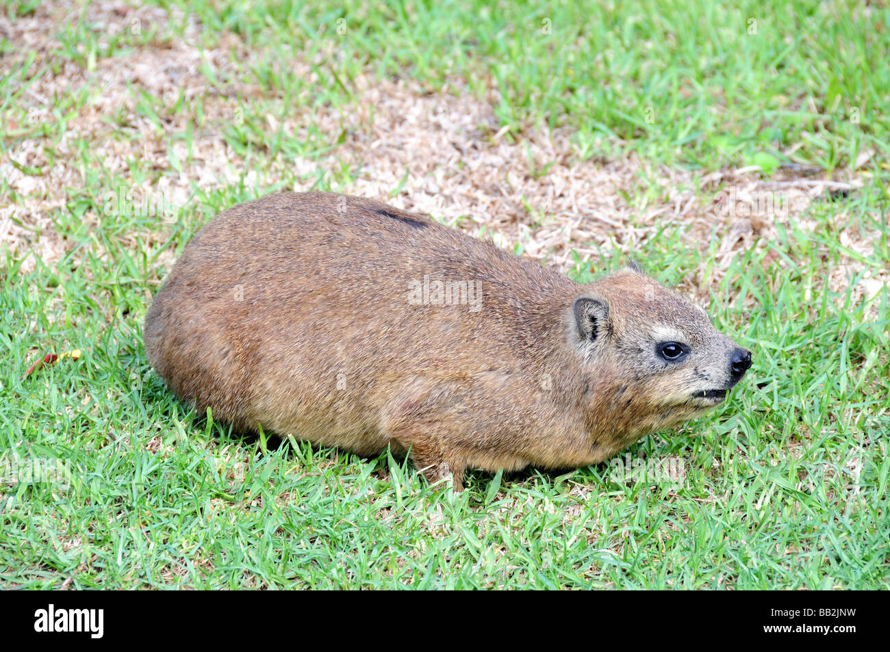 Rock Klippschliefer Procavia Capensis Kap Agulhas Nationalpark in Südafrika Stockfoto