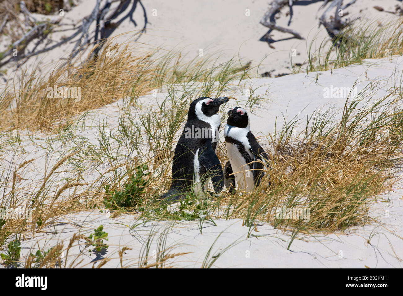 Pinguine am "Boulders Beach", "Simons Town", "Südafrika" Stockfoto