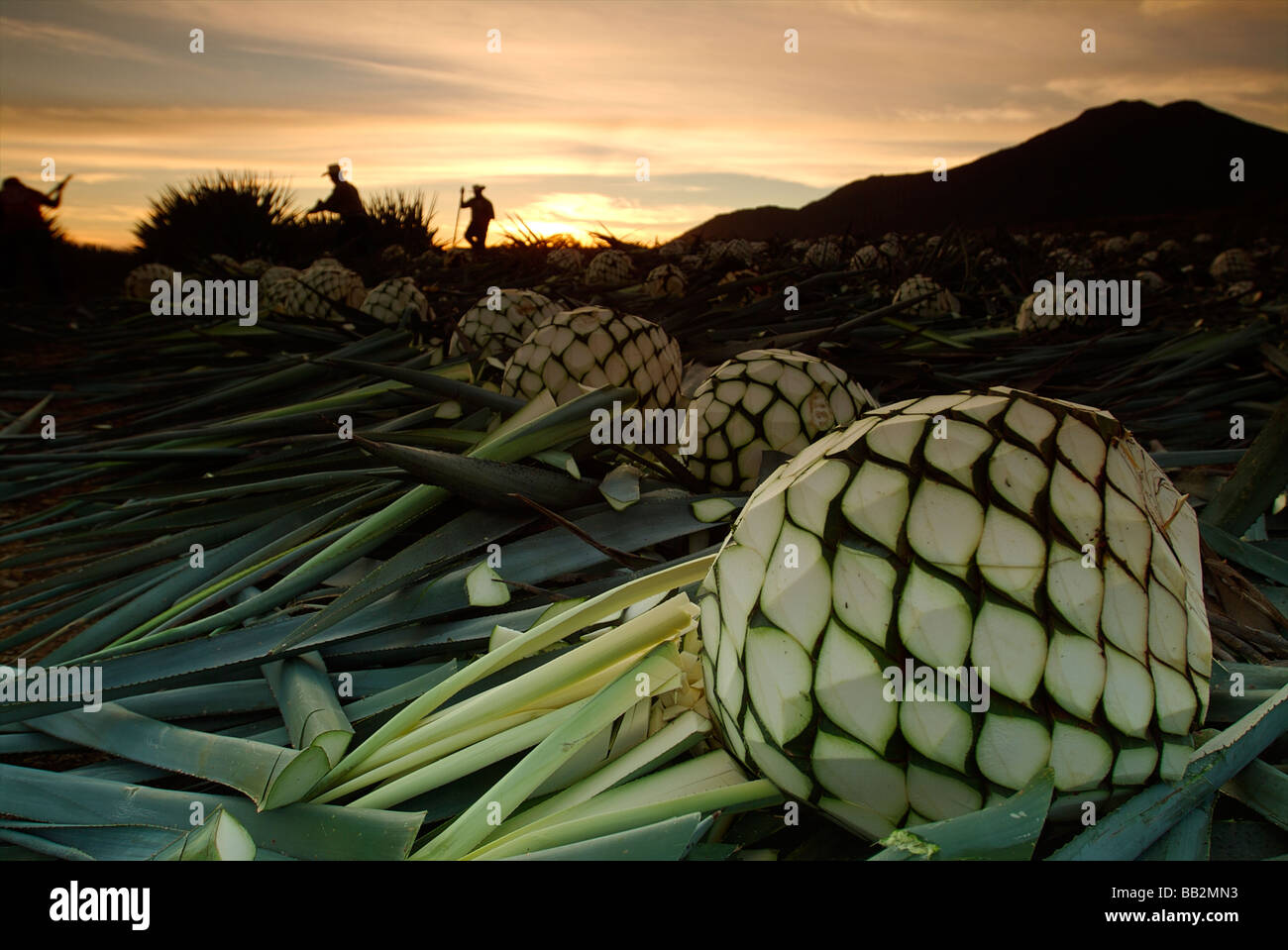 Jimadors Ernte blauen Agave in den Feldern bei Sonnenuntergang. Stockfoto