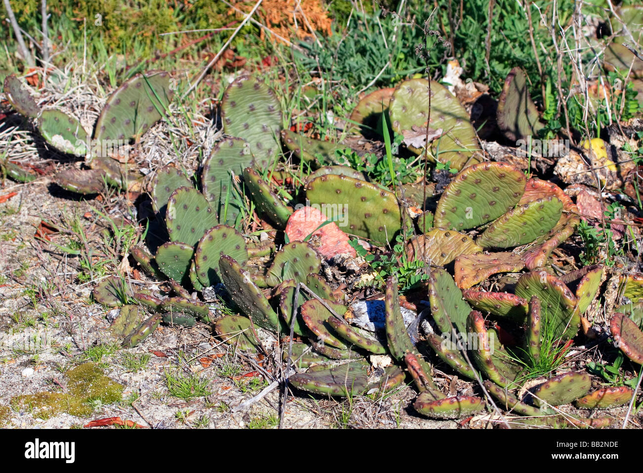 Prickly Pear Cactus im Frühjahr Stockfoto