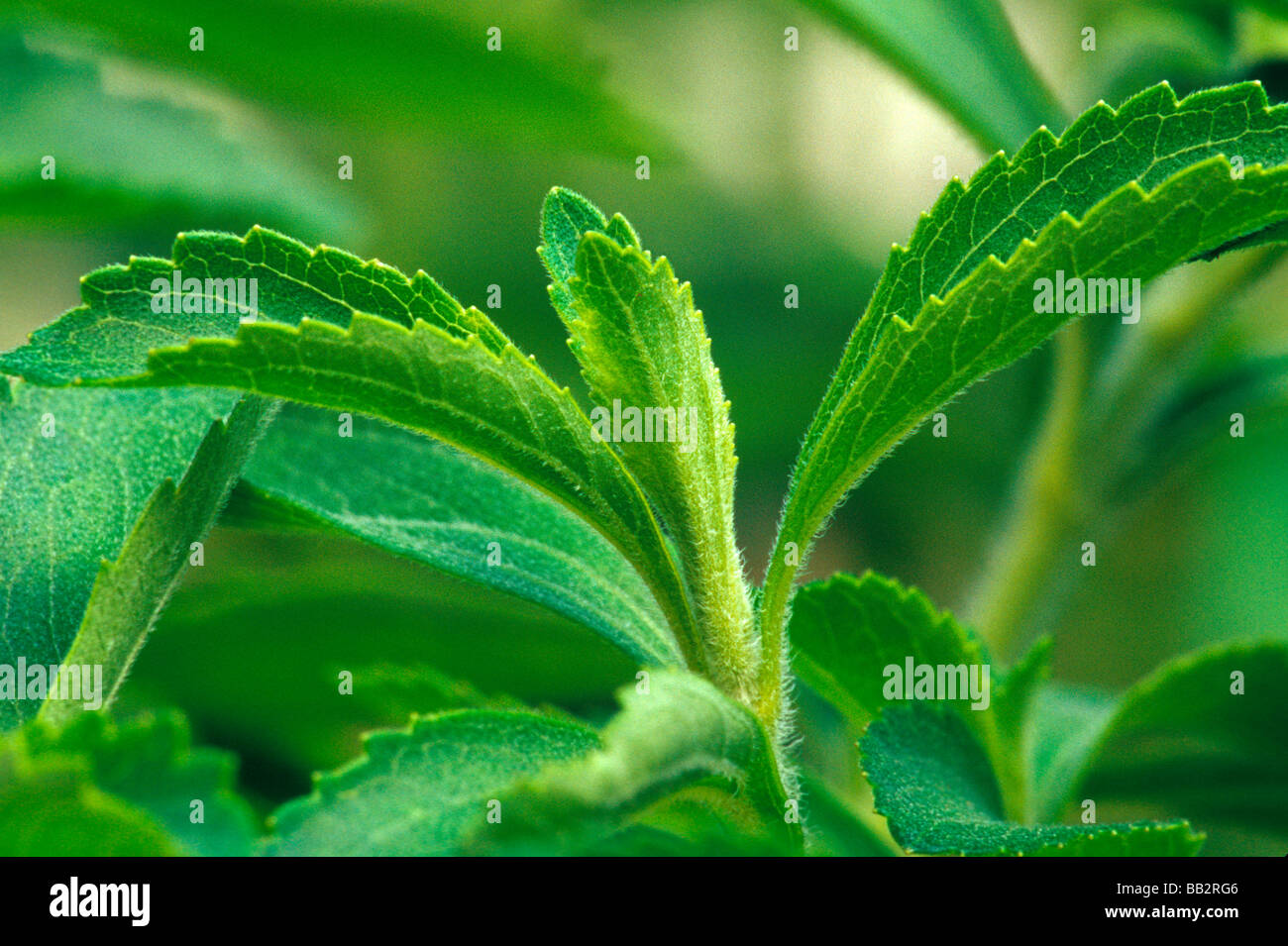Stevia-Pflanze, natürlicher Süßstoff. Stockfoto