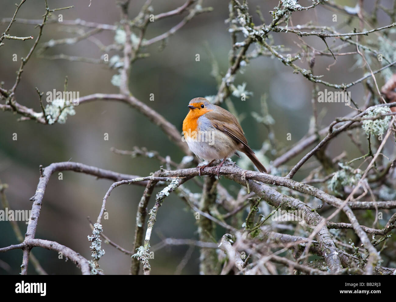 Landschaft auf Ast, Erithacus Rubecula Rotkehlchen Vogel Stockfoto