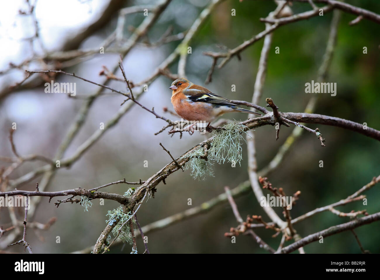 Buchfink Vogel, Landschaft, saß am Ast des Baums, Fringilla coelebs Stockfoto