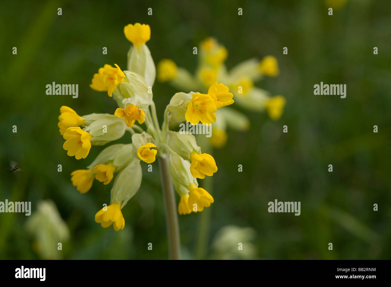 Schlüsselblume, Primula veris Stockfoto