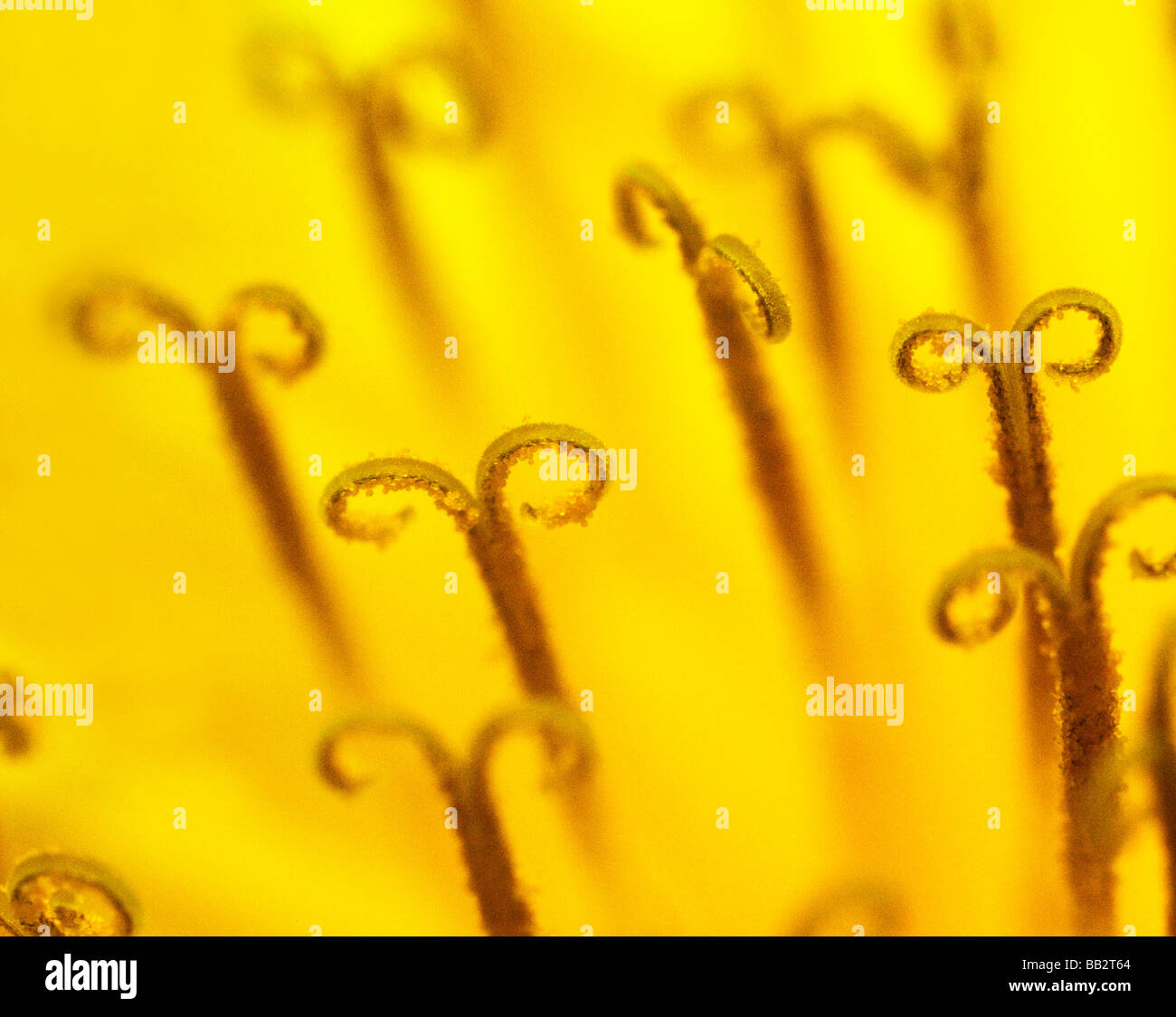 gelbe Blume Löwenzahn enge uo Stockfoto