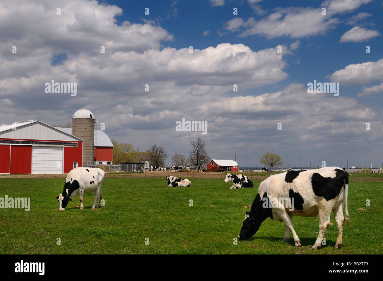 Herde von Holsteiner Milchkühe in einer Farm Weide mit einer großen roten Scheune Vaughan, Ontario Stockfoto