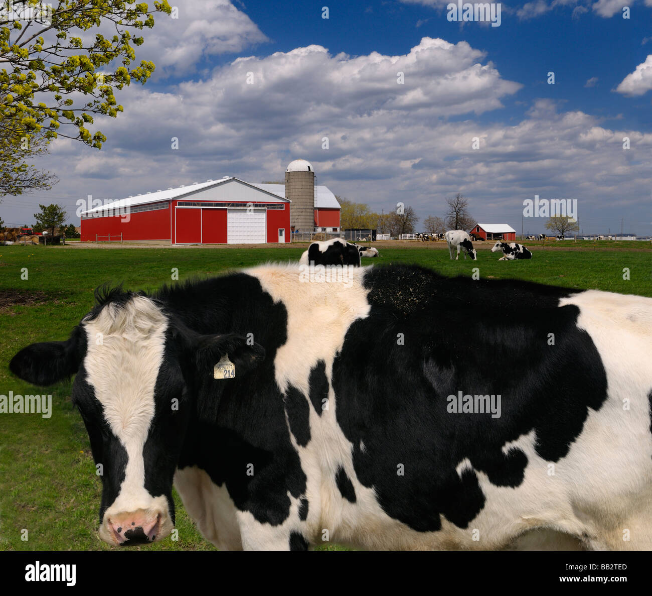 Starrte holstein Milchkuh in einer Farm Weide mit einer großen roten Scheune Vaughan, Ontario Stockfoto