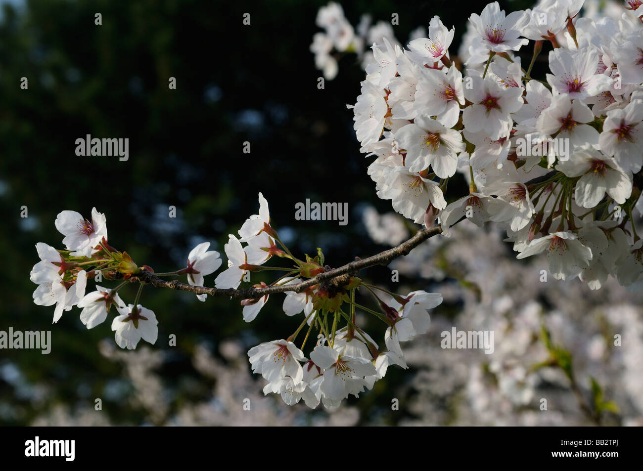 Nahaufnahme eines Zweigs des weißen und rosa Blüten an einen japanischen Kirschbaum im Morgenlicht Prunus Serrulata Sakura Somei-Yoshino im High Park Toronto Stockfoto