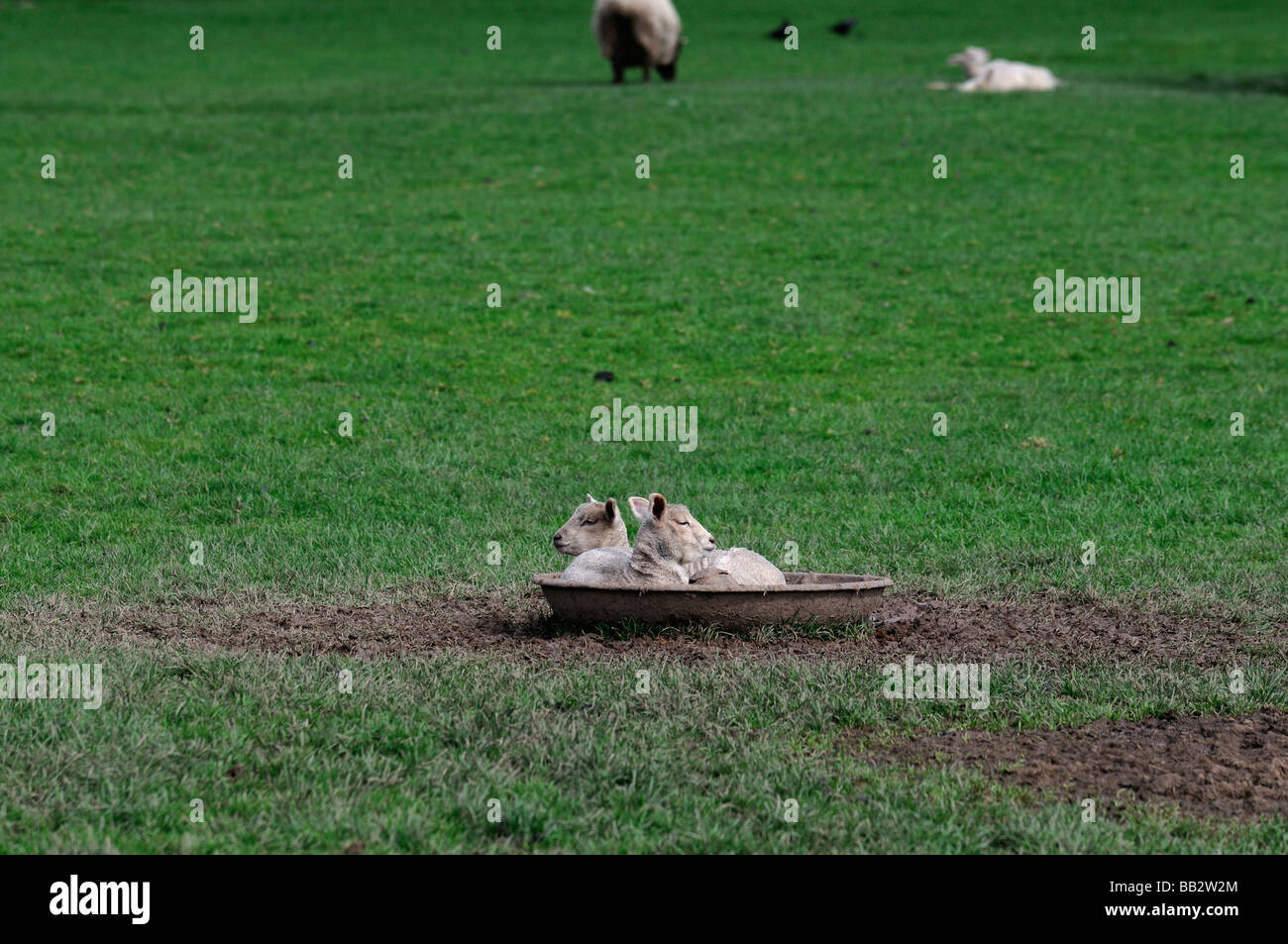 zwei junge Lämmer schlafend in einer Runde Metall Trog in einem grünen Rasen Feld Irland Frühling Stockfoto