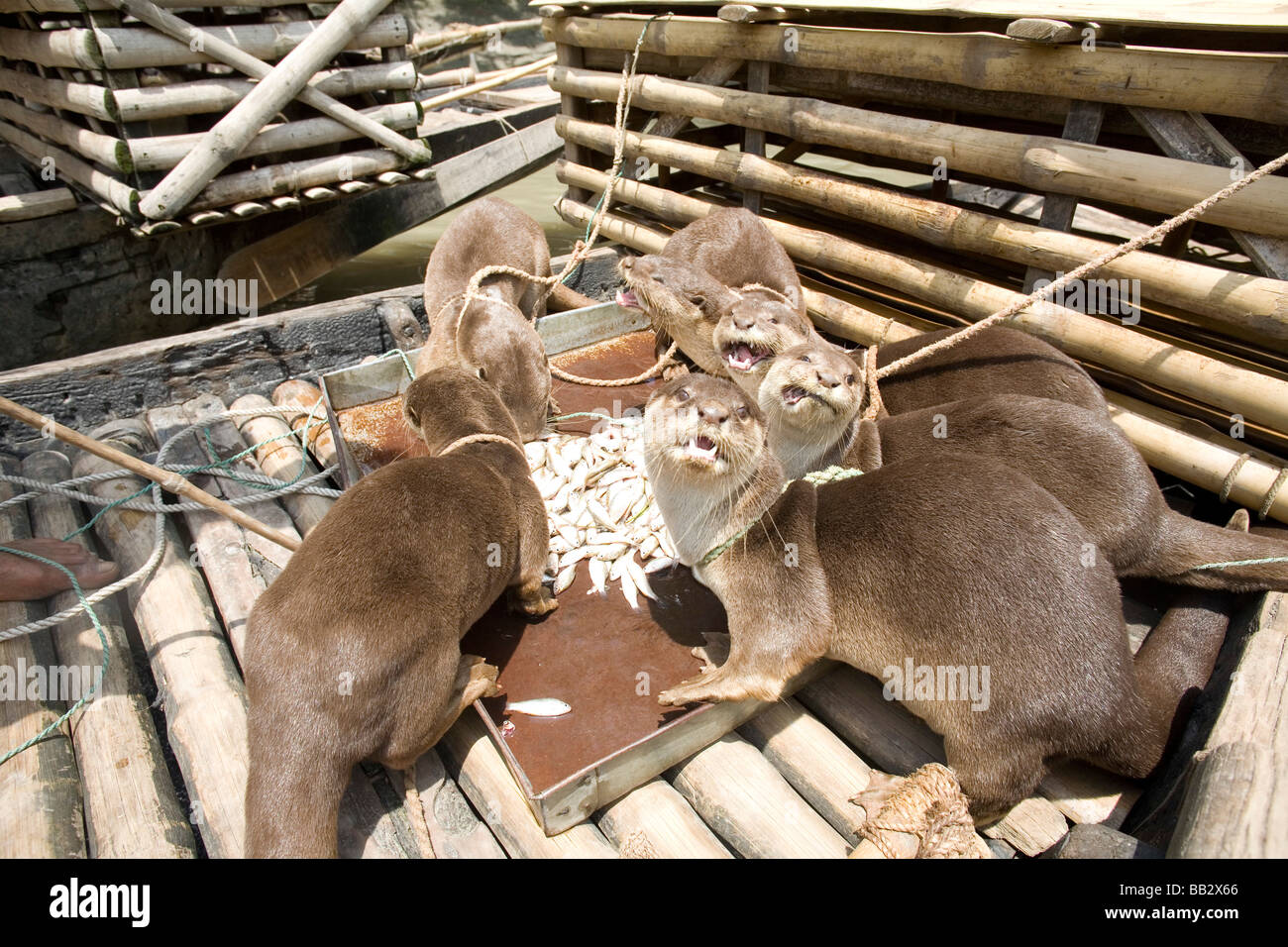 Alltag in Bangladesch; Ausgebildete Fütterung, angeleint Otter bevor sie zur Arbeit gehen, Angeln im Fluss. Stockfoto