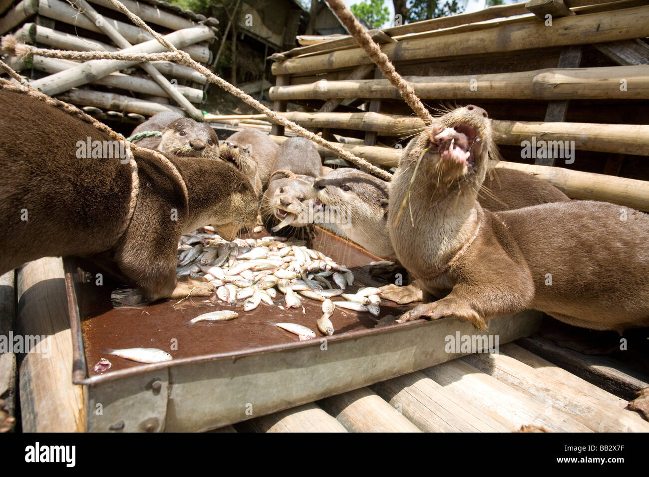 Alltag in Bangladesch; Ausgebildete Fütterung, angeleint Otter bevor sie zur Arbeit gehen, Angeln im Fluss. Stockfoto