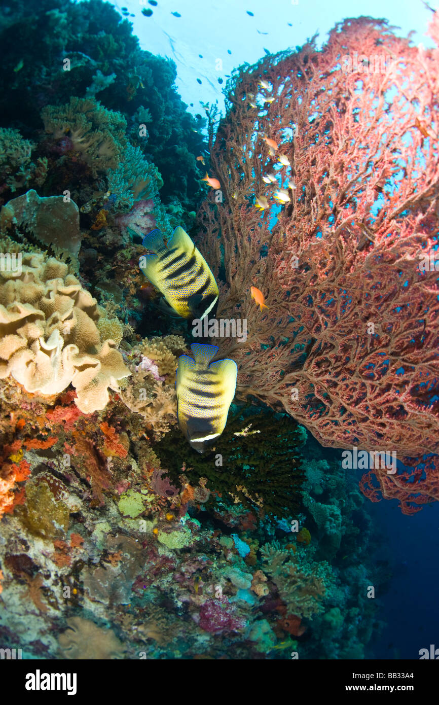 Kaiserfisch, Tauchen bei Tukang Besi/Wakatobi Archipel Marine bewahren, Süd-Sulawesi, Indonesien, Südostasien (RF) Stockfoto
