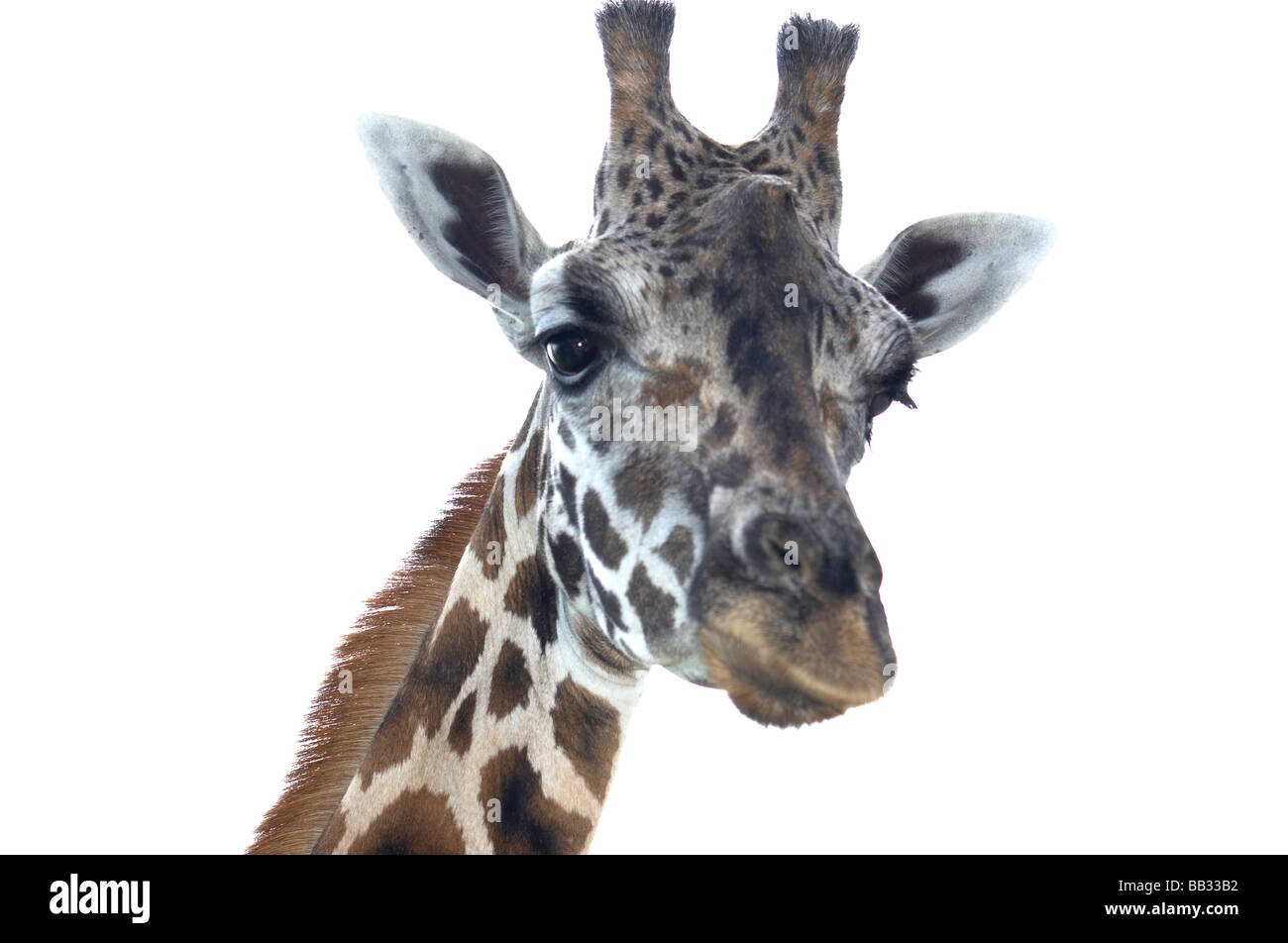 Ein Porträt einer Giraffe isoliert auf weiss Stockfoto