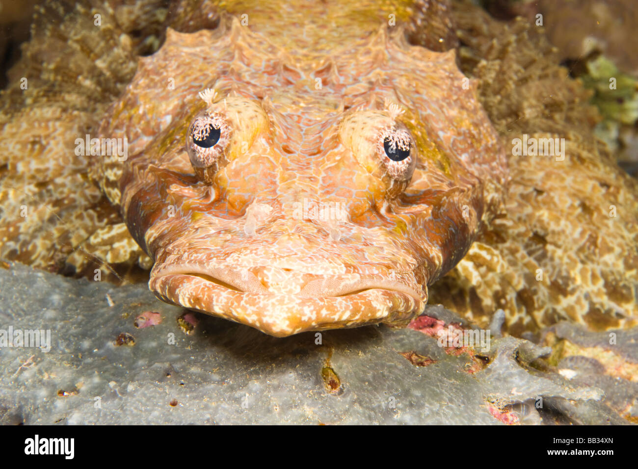 Indonesien, Süd-Sulawesi Provinz, Wakatobi Archipel Meeresschutzgebiet. Krokodil-Fisch (Cymbacephalus Beauforti). Stockfoto