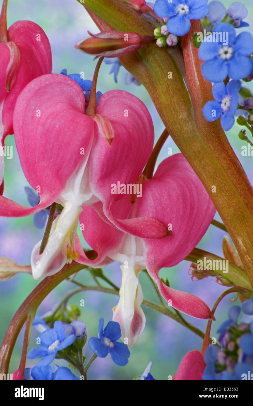 Detail der blutenden Herzen und Brunnera Jack Frost Blüten. Stockfoto
