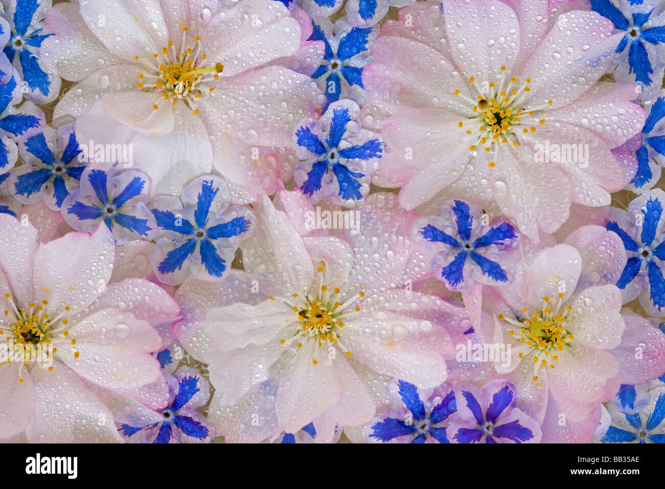 Montage von Kirschblüten und blauen Blüten mit Tau. Stockfoto