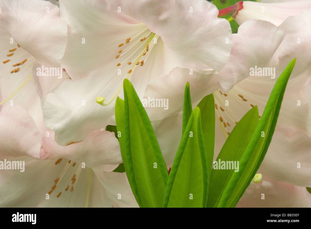 Nahaufnahme der weiße Rhododendron Blüten und Blätter. Stockfoto