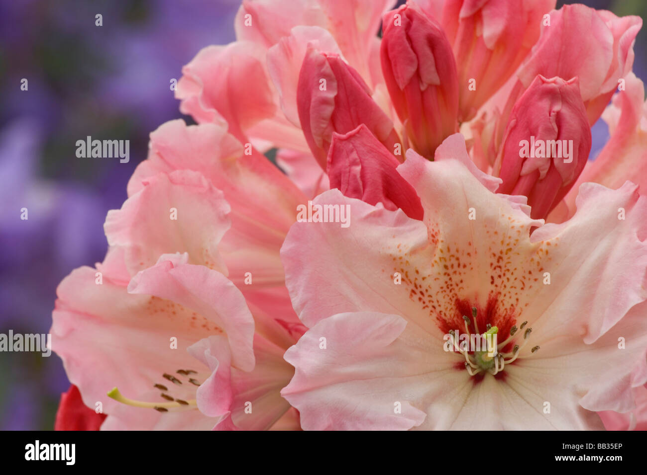 Nahaufnahme der rosa Rhododendron blüht. Stockfoto