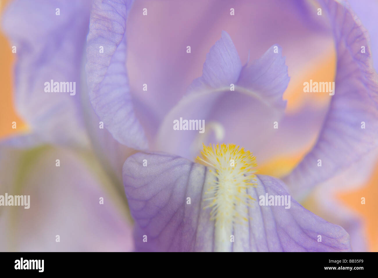 Nahaufnahme der Blüte Iris. Stockfoto