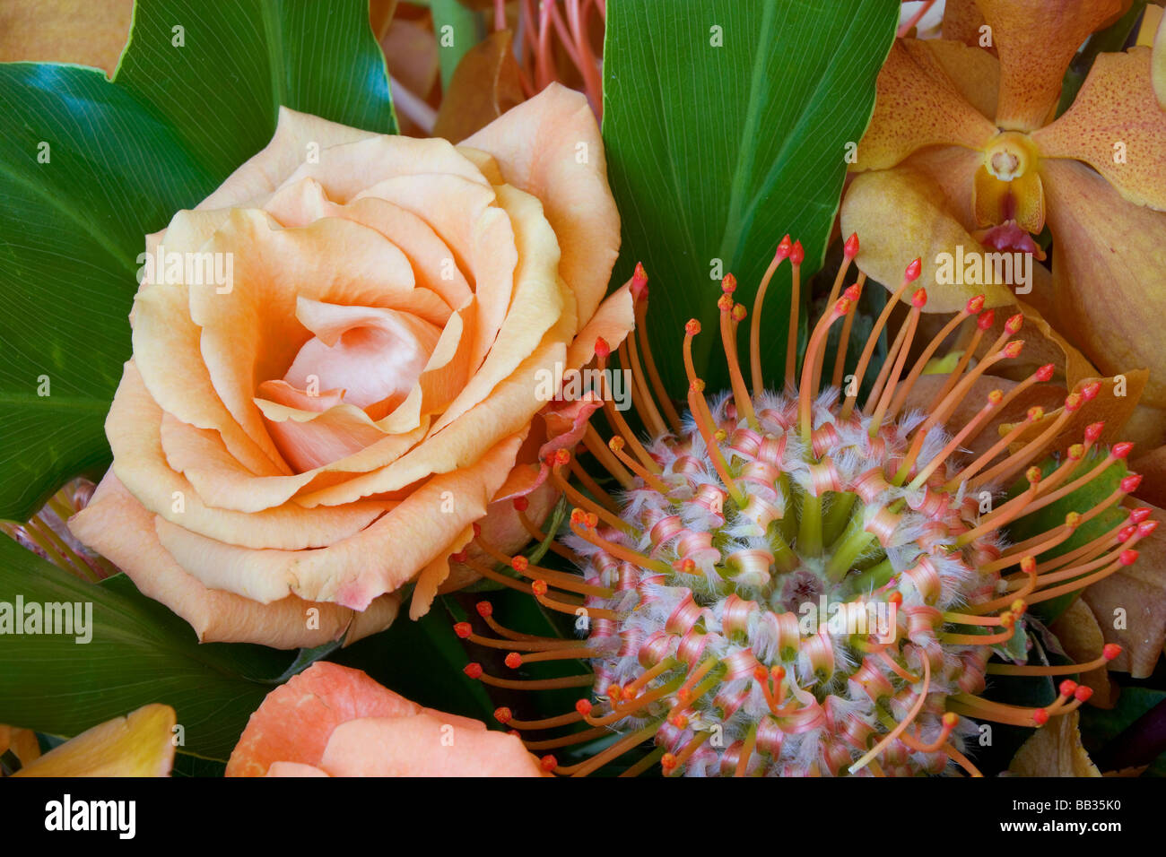 Gesteck mit Rose, Orchidee und protea Blüten. Stockfoto