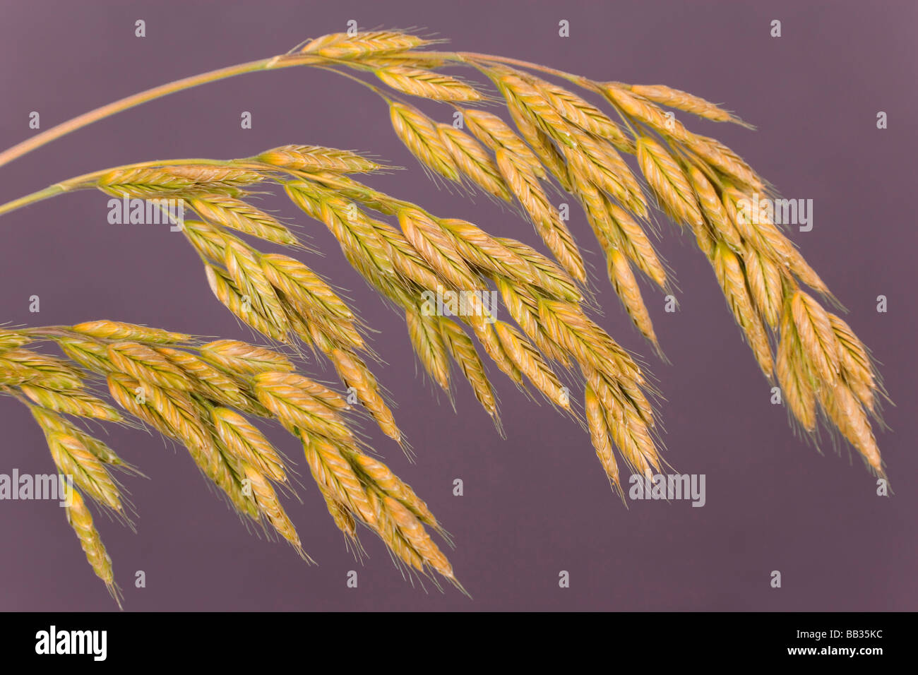 Grass Seedheads Stockfotos und -bilder Kaufen - Alamy