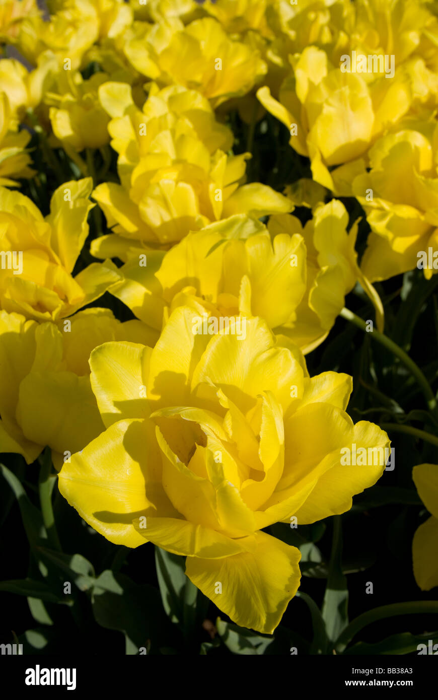 Tulipa "Monte Carlo" - doppelte frühen (div. 2) Stockfoto