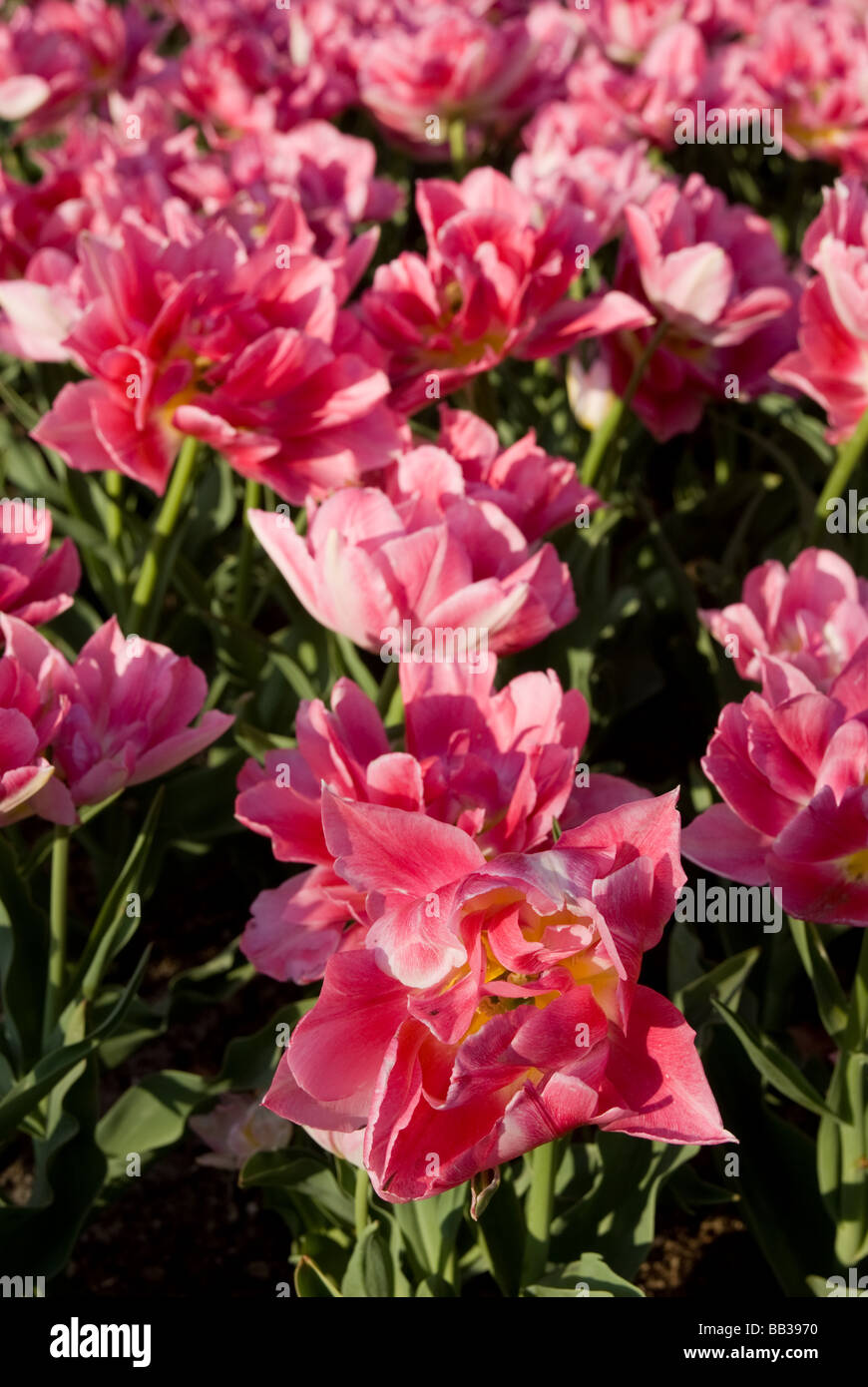 Tulipa 'Peach Blossom' - doppelte frühen (div. 2) Stockfoto