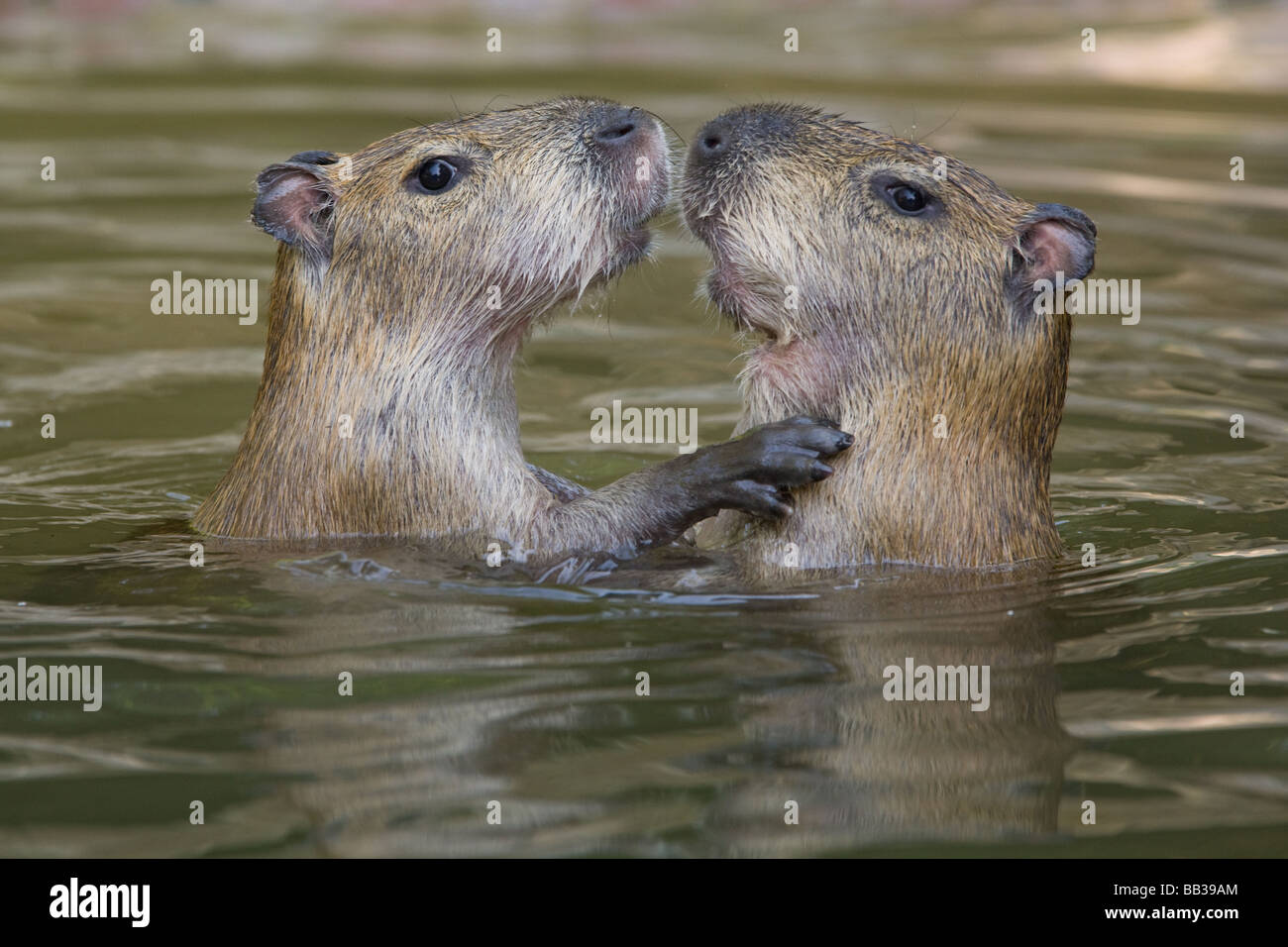 Capybara küssen - Hydrochoerus Hydrochaeris Stockfoto