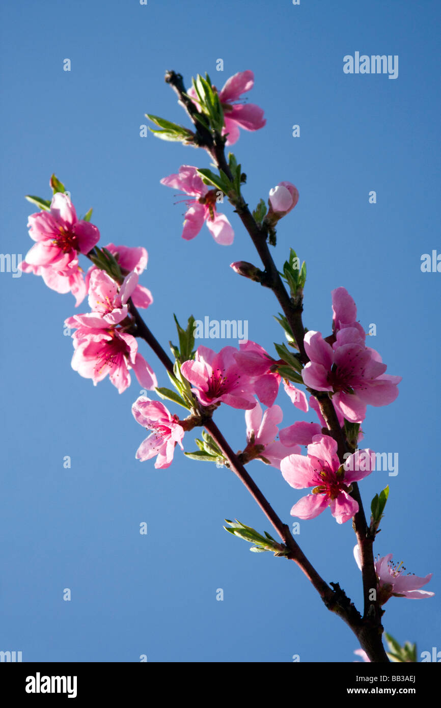 Schöne Farben der blühenden Frühling Baum. Stockfoto