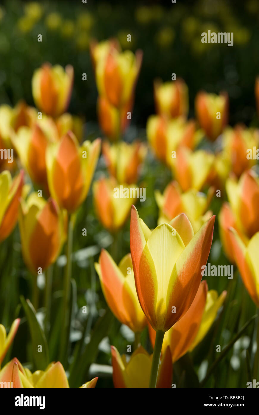 Tulipa "Taco" - Arten (div.15) Stockfoto