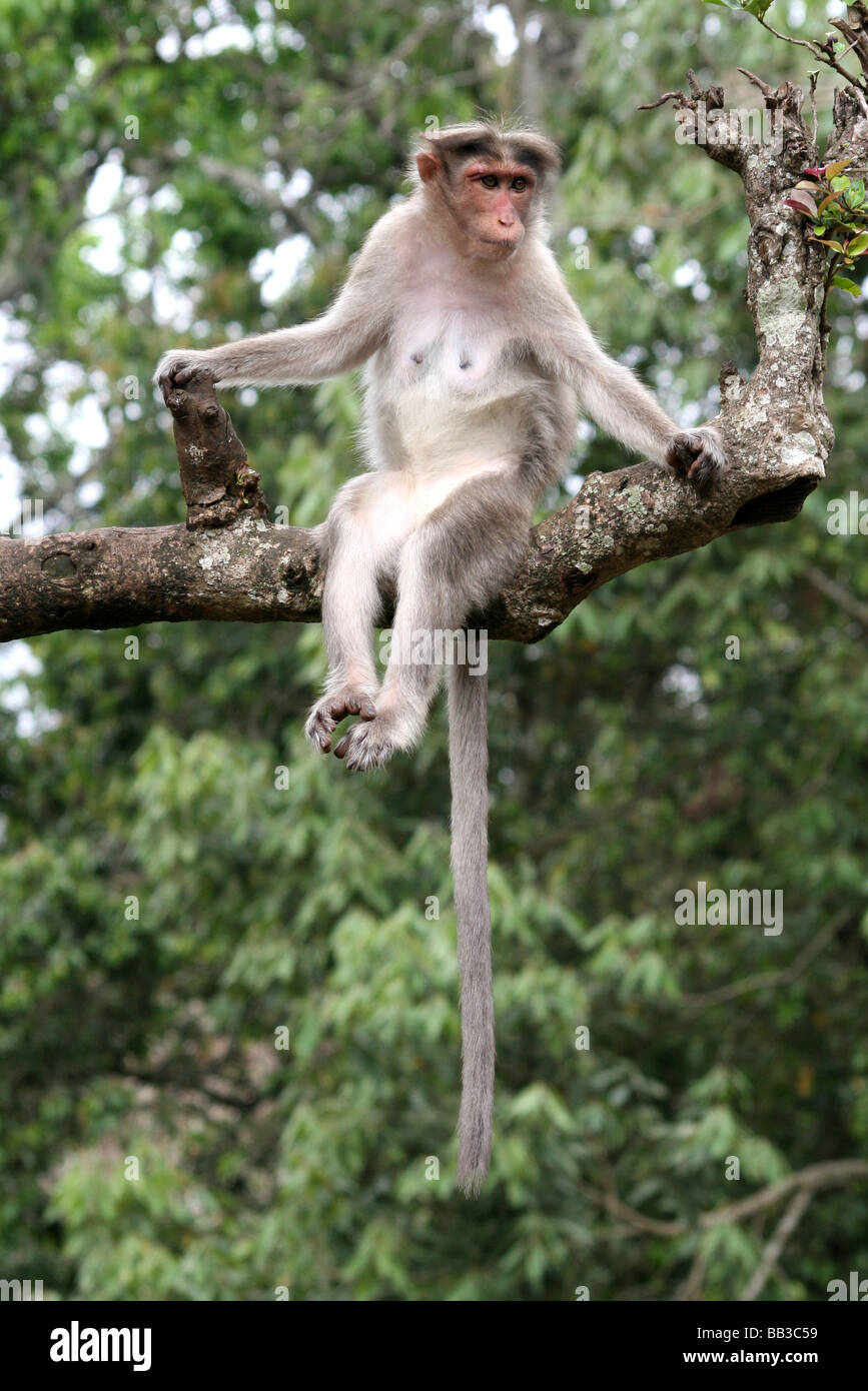 Bonnet Macaque Macaca Radiata saß am Baum Zweig im Periyar Nationalpark, Bundesstaat Kerala, Indien Stockfoto