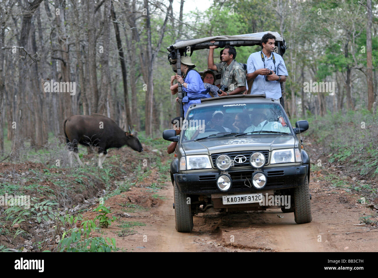 Indische Gaur Bos Gaurus Gaurus Crossing Wald Spur hinter 4WD voll von Touristen Wildlife Watching in Nagarhole NP, Indien Stockfoto