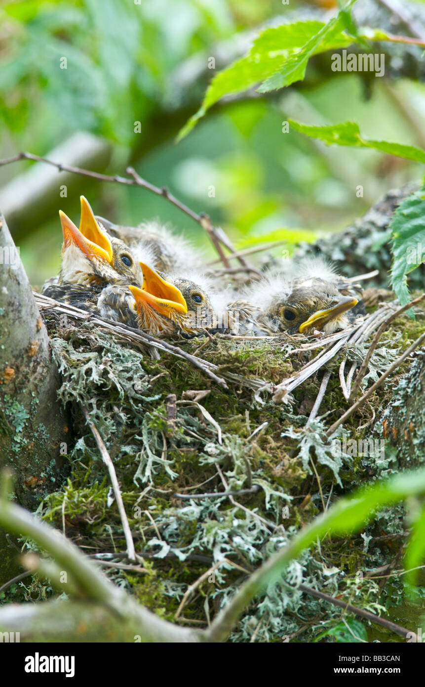 Ein Soor Turdus Ericetorum Fütterung vier junge Küken in ihrem Nest in einem Kirschbaum in Sussex Stockfoto