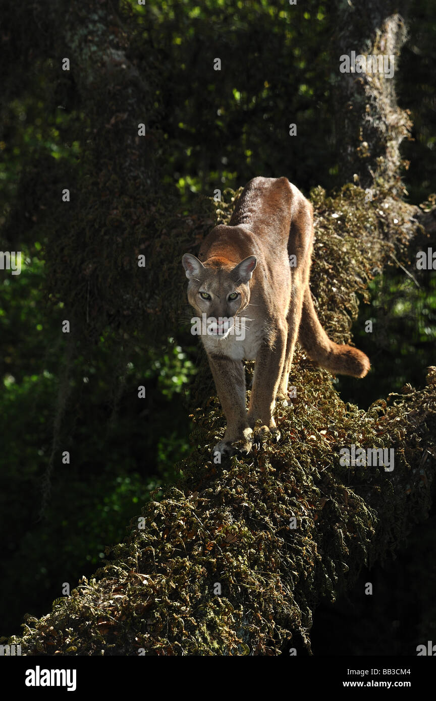 Florida Panther Puma Concolor Coryi Florida gefangen Stockfoto