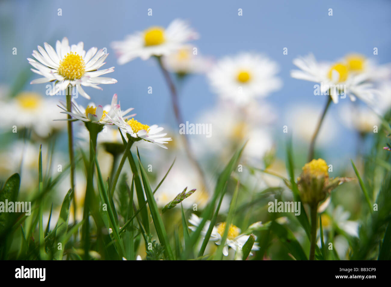 Gänseblümchen wachsen Gras mit blauem Himmel hinter Stockfoto