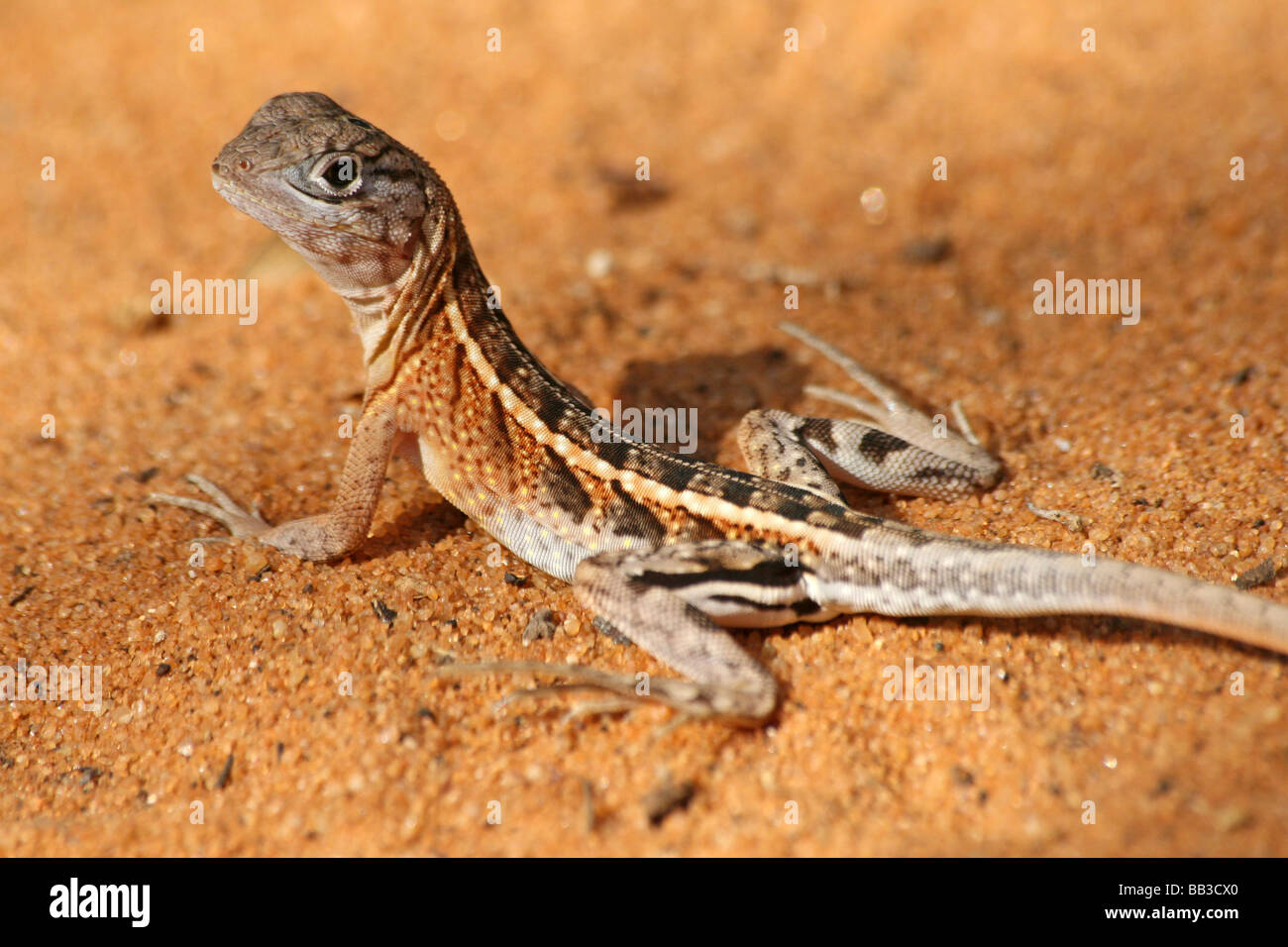 Drei-eyed Lizard Chalaradon Madagascariensis genommen im Spiny Forest, Ifaty, Toliara (Tulear) Provinz, Madagaskar Stockfoto