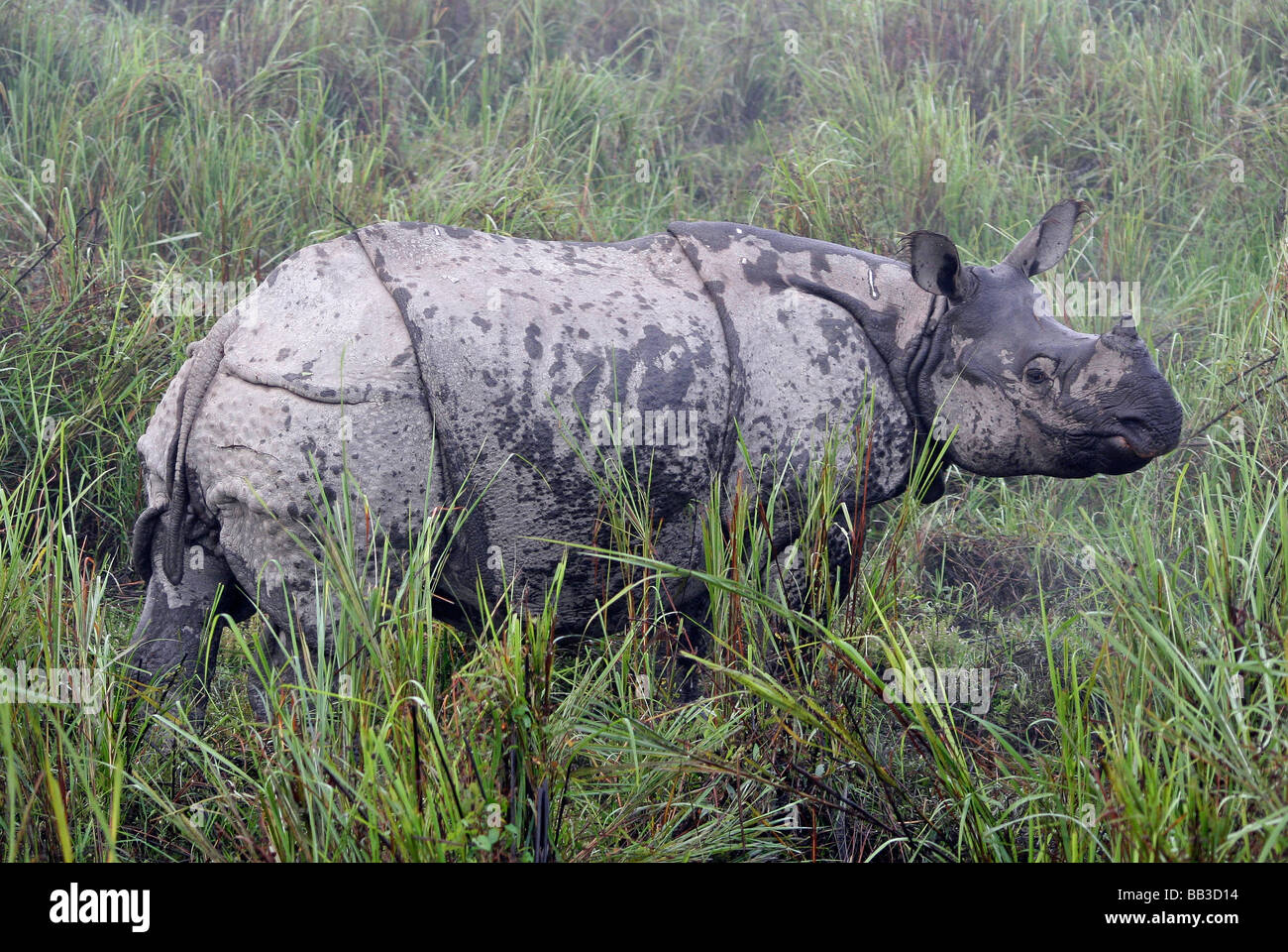 Große indische einen gehörnten Nashorn Rhinoceros Unicornis genommen In Kaziranga Nationalpark, Assam Zustand, Indien Stockfoto