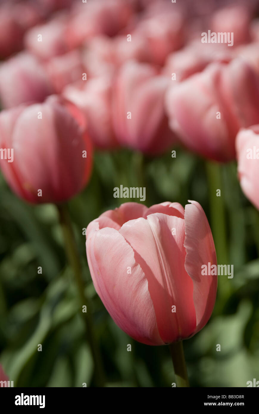 Tulipa "Lachs Impression" - Darwin Hybrid (div. 4) Stockfoto
