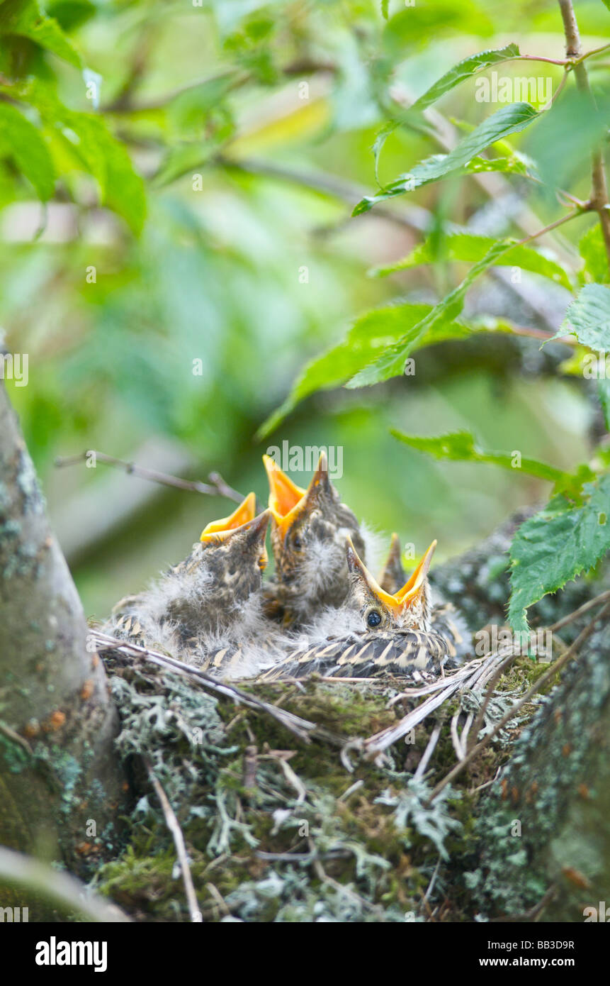 Ein Soor Turdus Ericetorum Fütterung vier junge Küken in ihrem Nest in einem Kirschbaum in Sussex Stockfoto