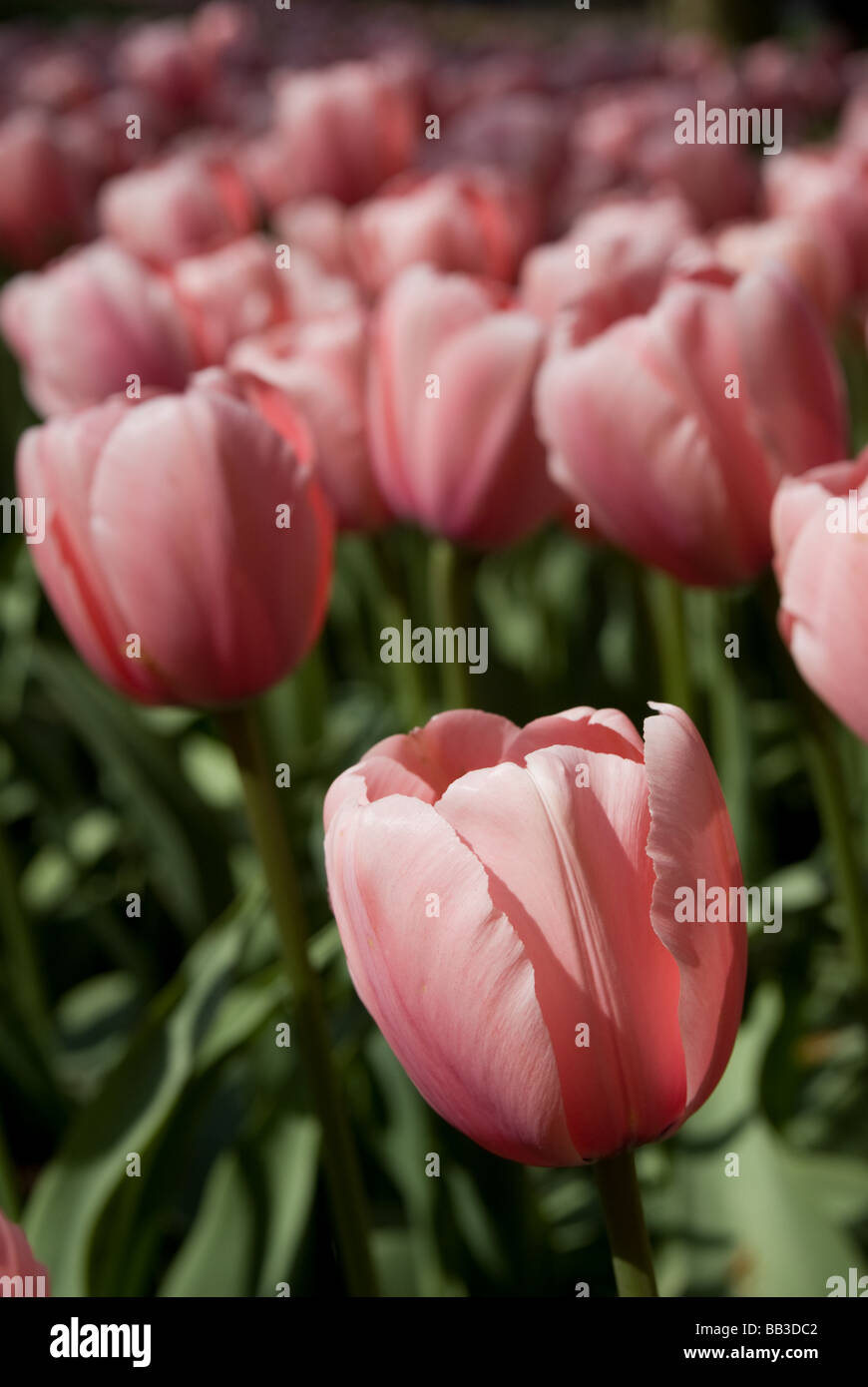 Tulipa "Lachs Impression" - Darwin Hybrid (div. 4) Stockfoto