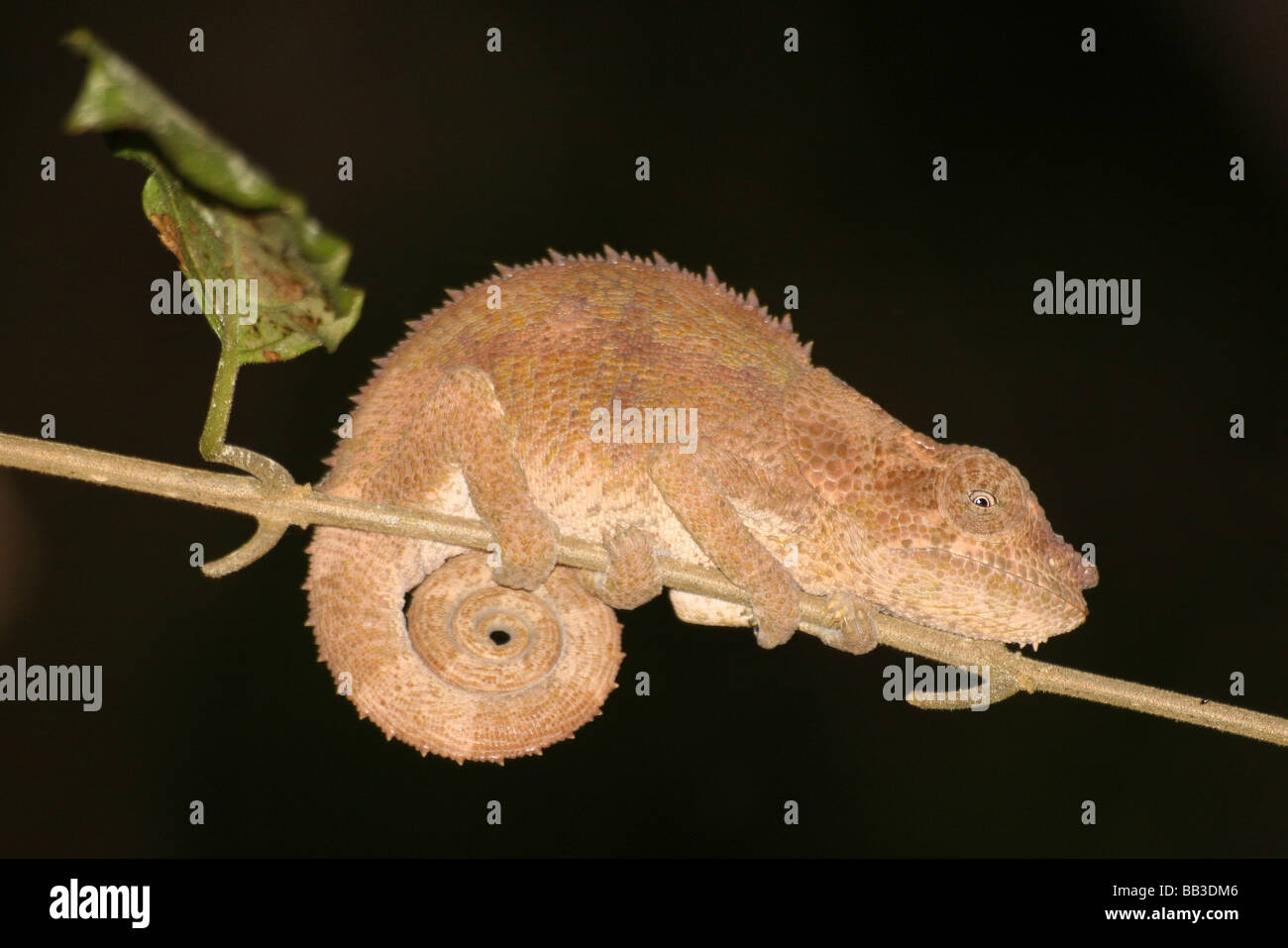 Kurze-horned Chameleon Calumma brevicorne in der Nacht In Andasibe-Mantadia NP, Madagaskar, Stockfoto