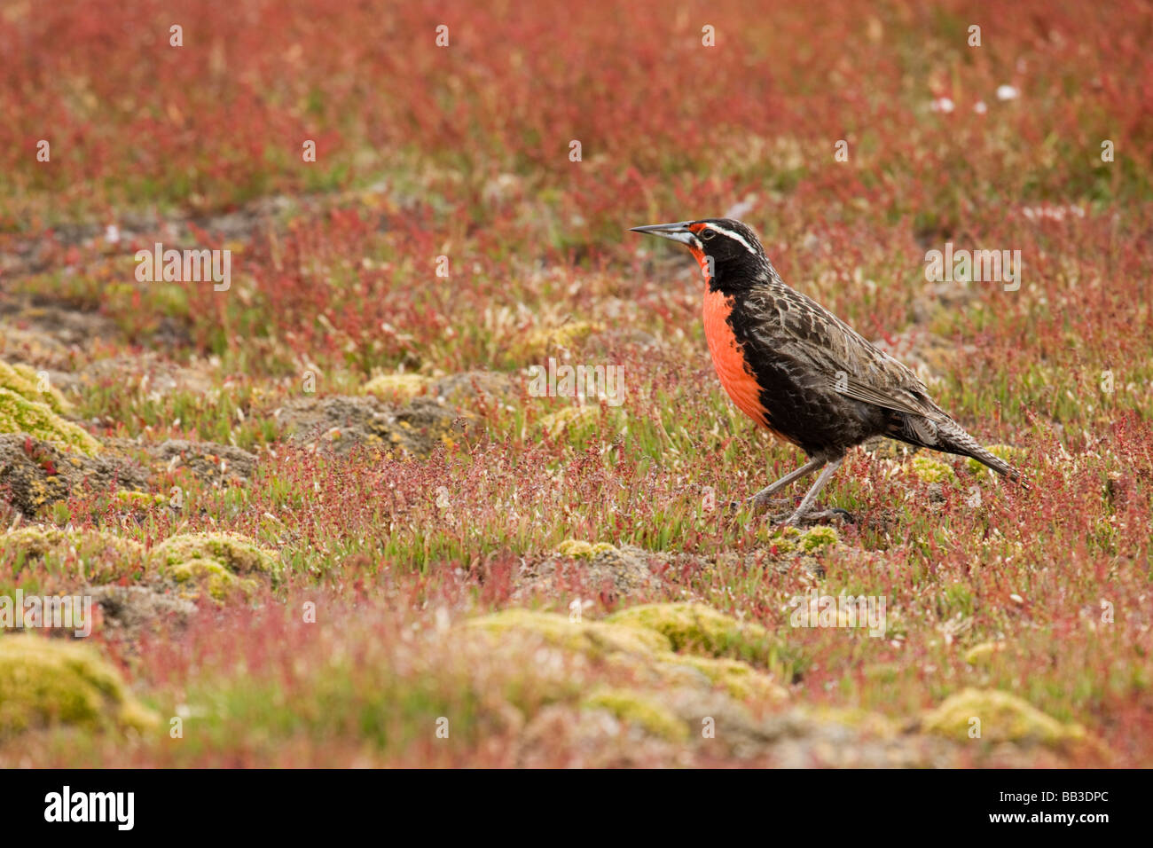 Südatlantik, Falkland-Inseln, neuen Insel. Long-tailed Meadowlark in bunten Bereich der Vegetation. Stockfoto