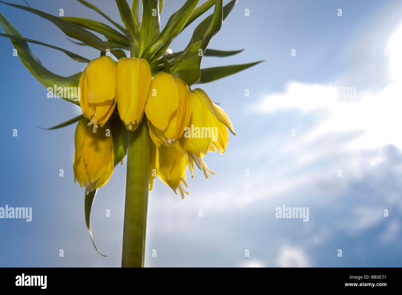 Kaiserkrone (Fritillaria Imperialis) Stockfoto