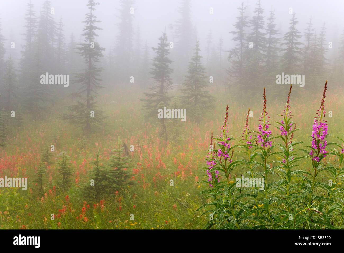 Kanada, British Columbia, Revelstoke National Park. Malerische nebligen Wiese. Stockfoto